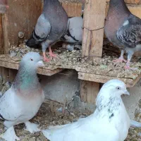۶ عدد کبوتر