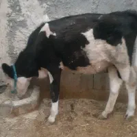گوساله