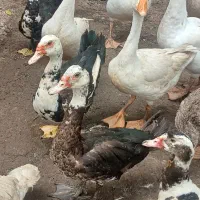 اردک اسرائیلی