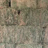 یونجه خشک