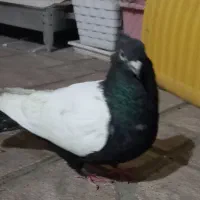 کبوتر سیاه و سفید