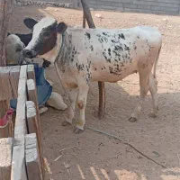 پروداشتی شیری مخصوص داشت