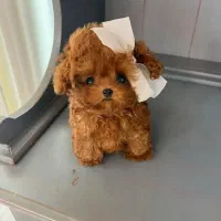 پود.ل قرمز