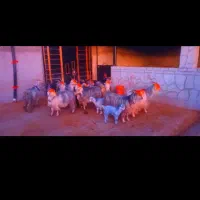 بز ترکی نمونه