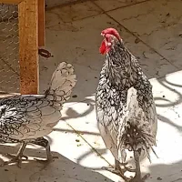 مرغ و خروس