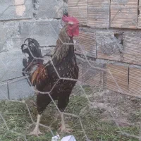 خروس جوان