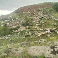 فروش گوسفند مغانی اصل
