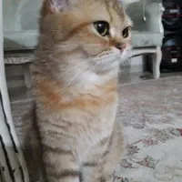 گربه