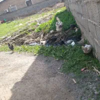 مرغ گلین با۵تا جوجه