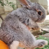 واگذاری خرگوش