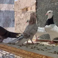 پرنده کفتر گمشده
