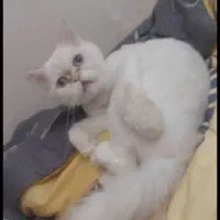گربه