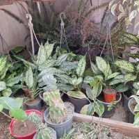 اگاو کاکتوس گل اپارتمانی