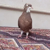 پرنده کبوتر دمپاک
