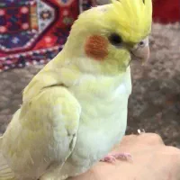 عروس هلندی گمشده ( با مژدگانی )