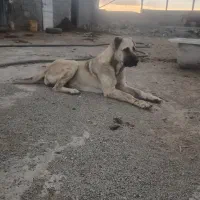 سگ سرابی ماده