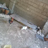 خروس
