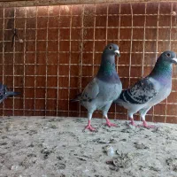 المانی