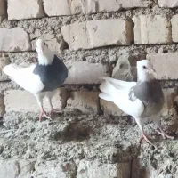جفت جوجه طوقی یه پر دیگه میخاد بالغ بشن