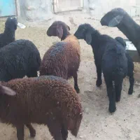 قوچ گوسفند بره