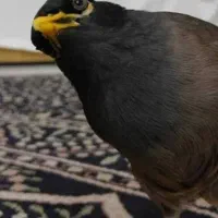 مرغ مینا سخنگو