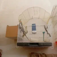 عروس هلندی جفت هستند باقفس و سائل ۳۵۰۰