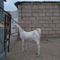 گیسه پاکستانی اصلی