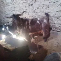 دوبور افغانی