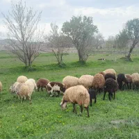 میش وبره