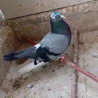 کفتر پرشی