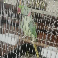 شاه طوطی نر ۴ ساله
