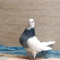 کبوتر. طوقی . کفتر پرشی