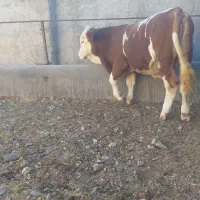 فقط به صورت نقدی