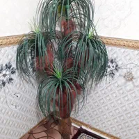 دکوری نخل مصنوعی