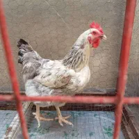 فروش مرغ تخم‌گذار سالم و جوان