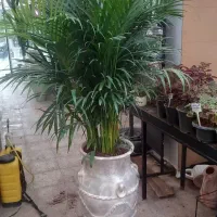نخل اریکا سبز /لوکس