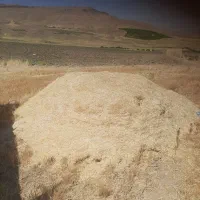 ۱۶ باک کاه