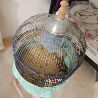 فنج کینگ سهره خاکی سینه سرخ