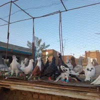 کفپرش|پرنده|سبزوار, جوادیه غربی|دیوار