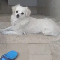 واگذاری سگ اشپیز کامل دستی بدون قلاده