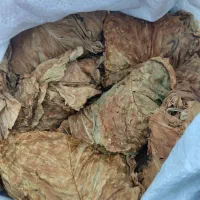 برگ زرد|گل و گیاه طبیعی|اسیر, |دیوار