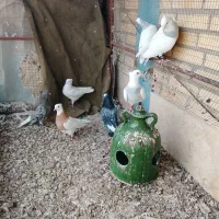 کبوترطوقی