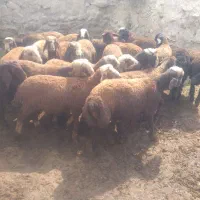 بره درجه یک بهترین مال نگاه کن مشخصه