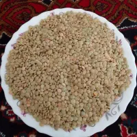 عدس