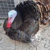 بوقلمون