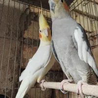 عروس هلندی فوق مولد