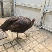 بوقلمون ماده تخم گذار
