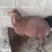 دو بره نر