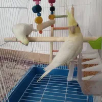 یک جفت عروس هلندی ۳ ماهه