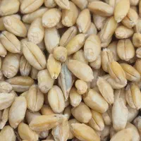گندم|خوردنی و آشامیدنی|اندیکا, |دیوار